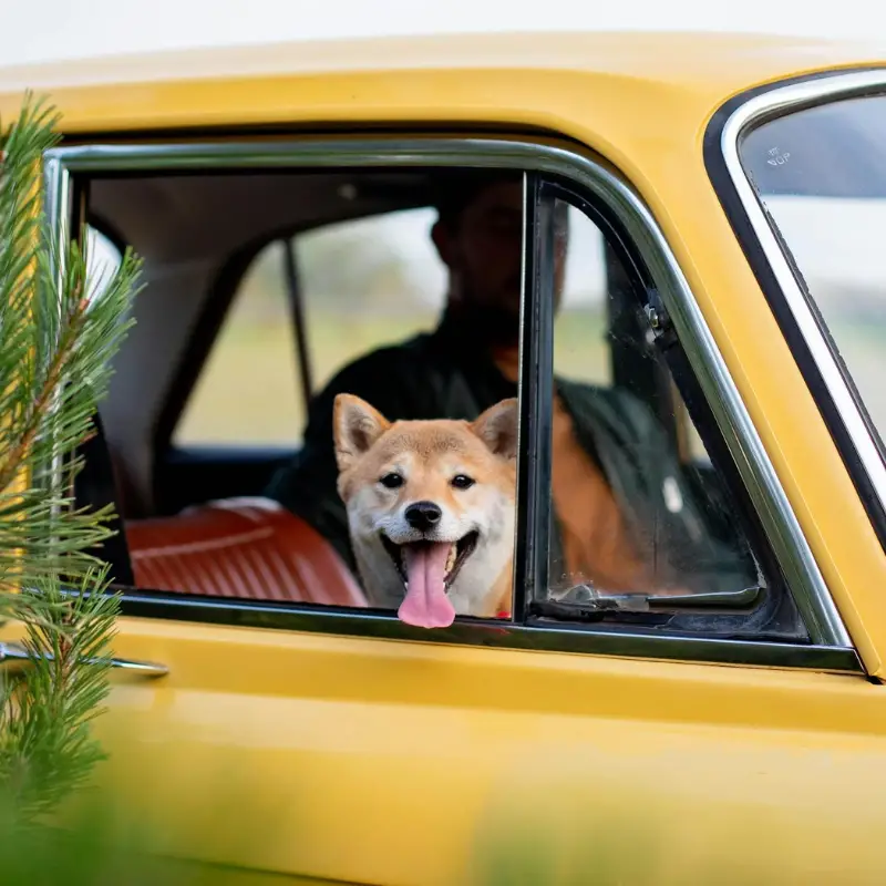 Dog-Insde-a-Yellow-Car