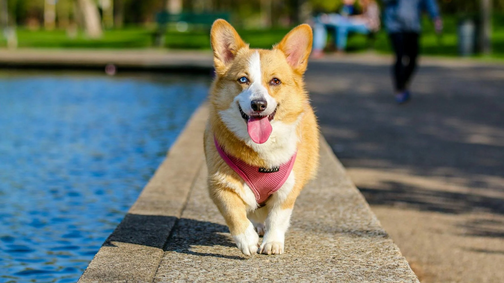 adult-brown-and-white-pembroke-welsh-corgi-near-the-body-of-water